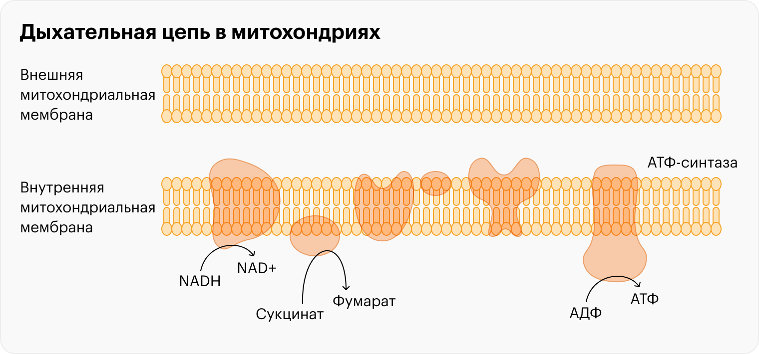 Коэнзим Q10 (Q) переносит электроны по сложно устроенной дыхательной цепи: это помогает добавить к аденозиндифосфорной кислоте (АДФ) еще один фосфорный «заряд» и превратить ее в АТФ