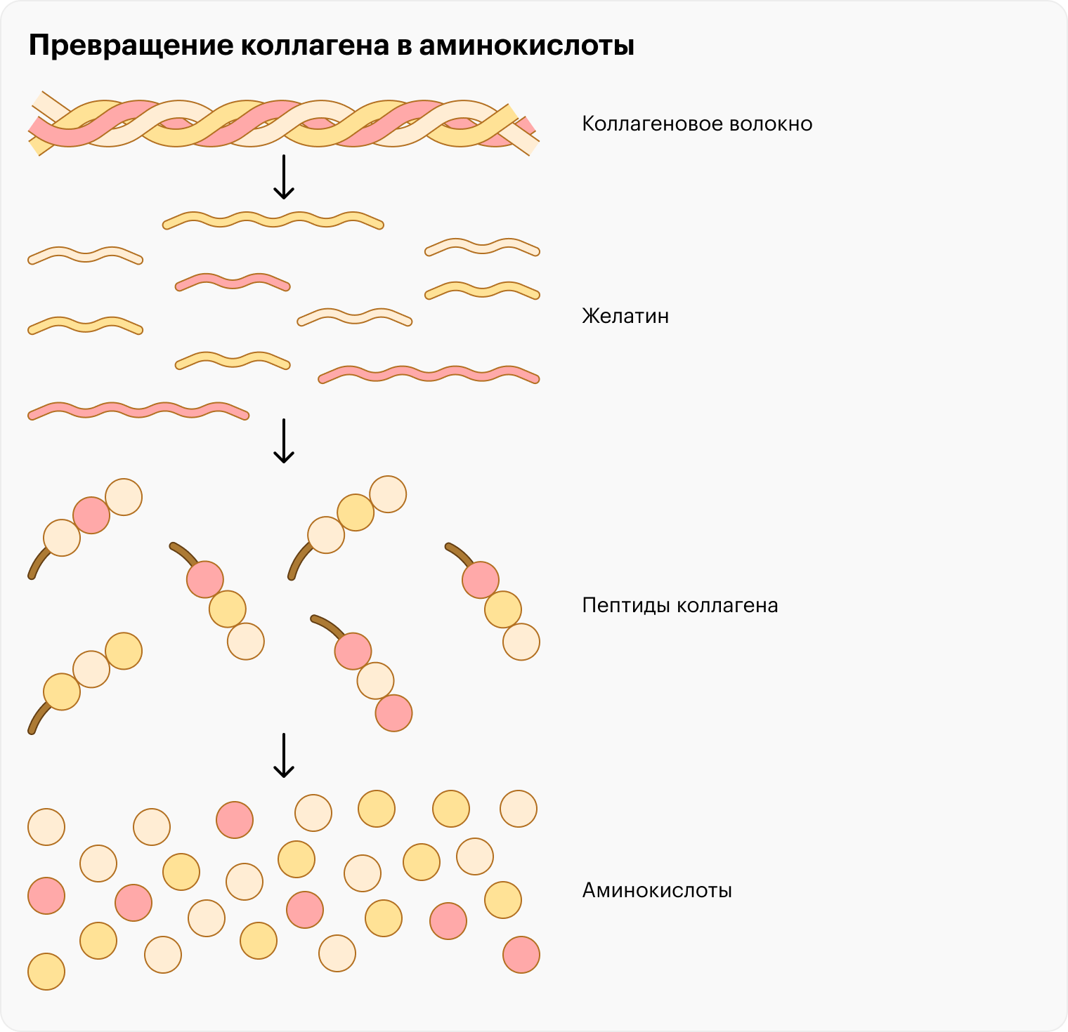 По дороге от волокна до пептидов и аминокислот коллаген проходит стадию желатина — обычного компонента многих популярных блюд