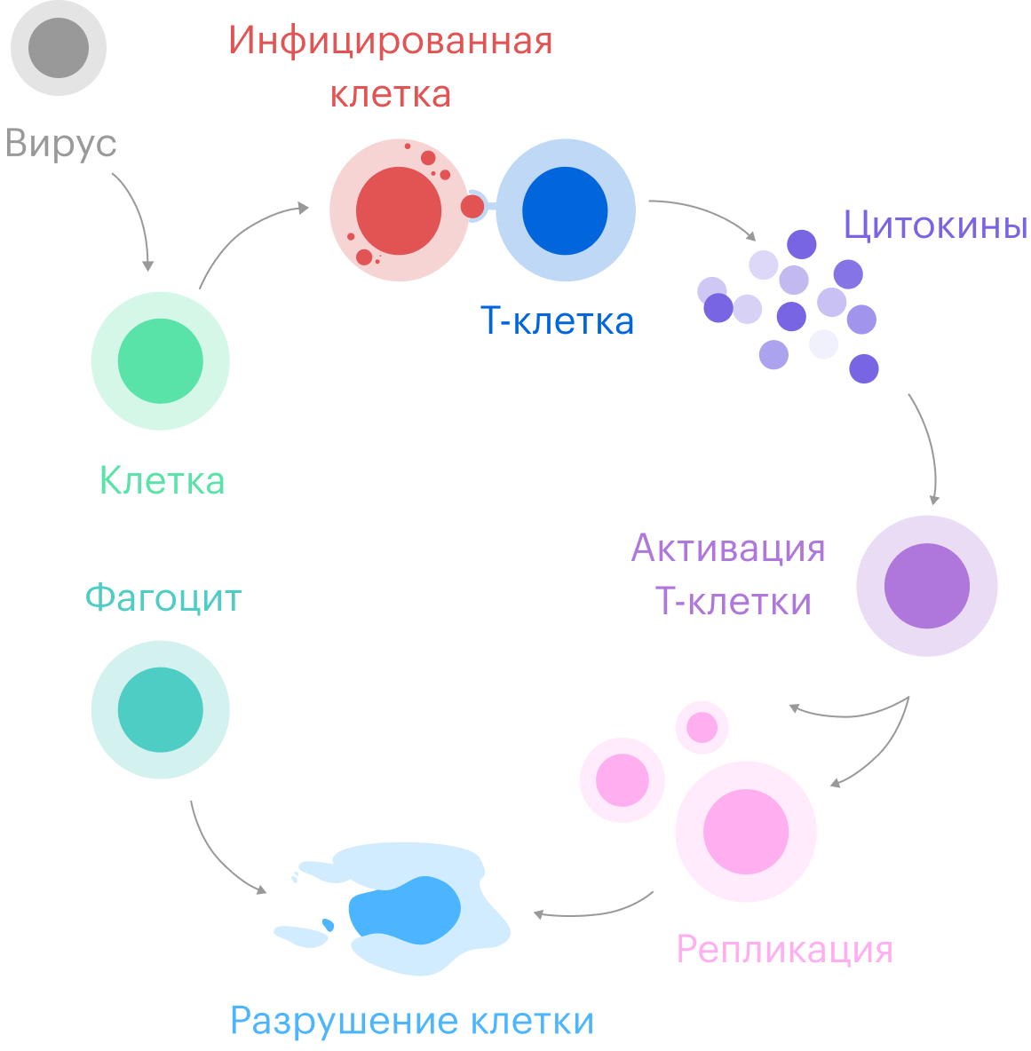 Т-клетка памяти узнает пораженную вирусом клетку, связывается с ней и выпускает цитокины — сигнальные химические вещества, которые активируют цитотоксические Т⁠-⁠клетки. Эти «спецназовцы» разрушают зараженные клетки, остатки которых потом поедают иммунные «мусорщики» — фагоциты