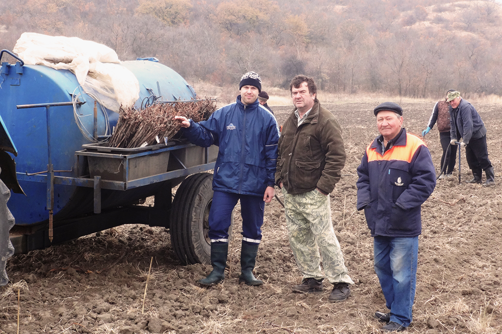 Саженцы для посадки мы купили у новочеркасского фермера и винодела Александра Зареченского. Он входит в пятерку крупнейших производителей в России