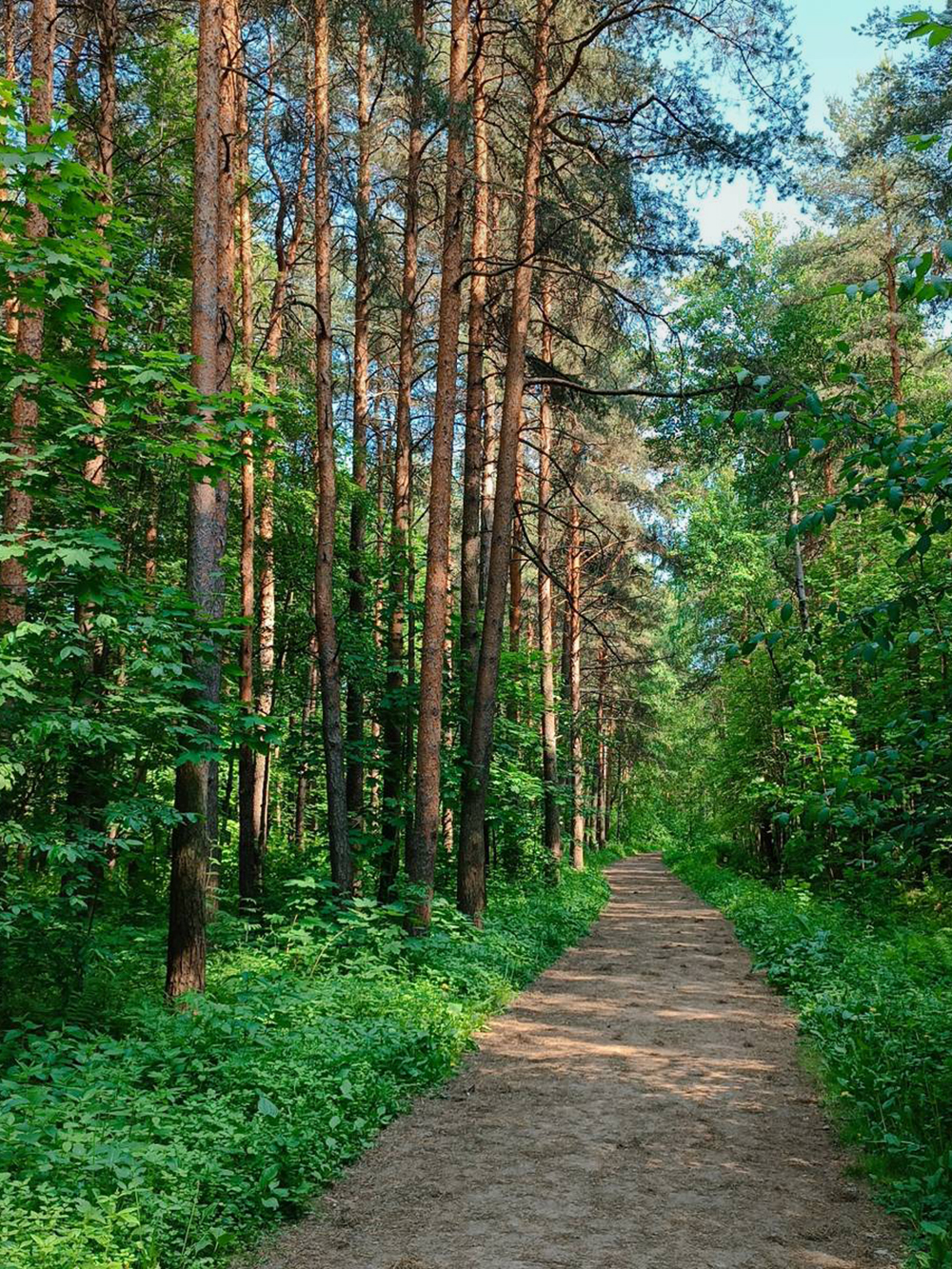 Бегаю в парке через дорогу от дома — это настоящий дремучий лес