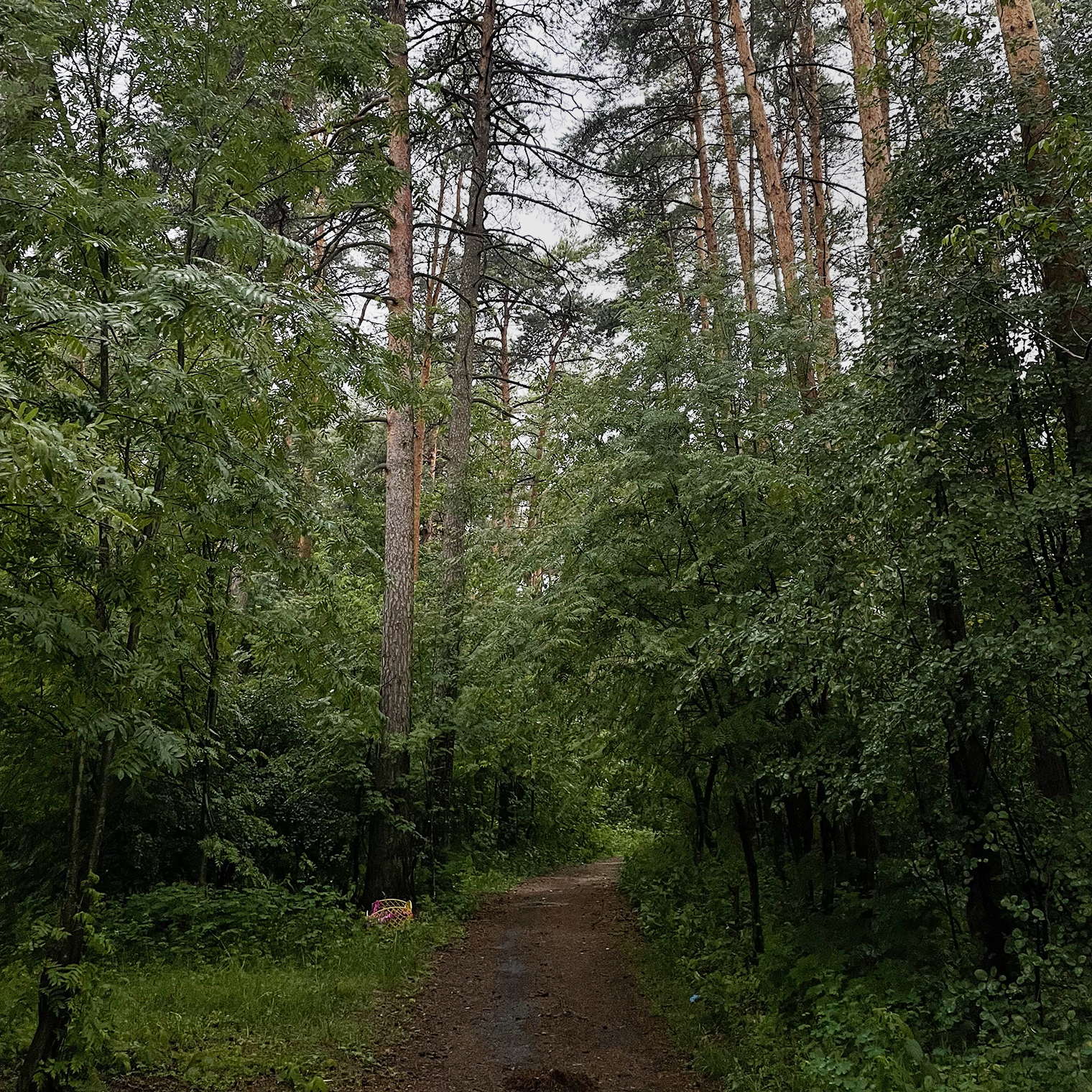 Роща, в которой обычно бегаю