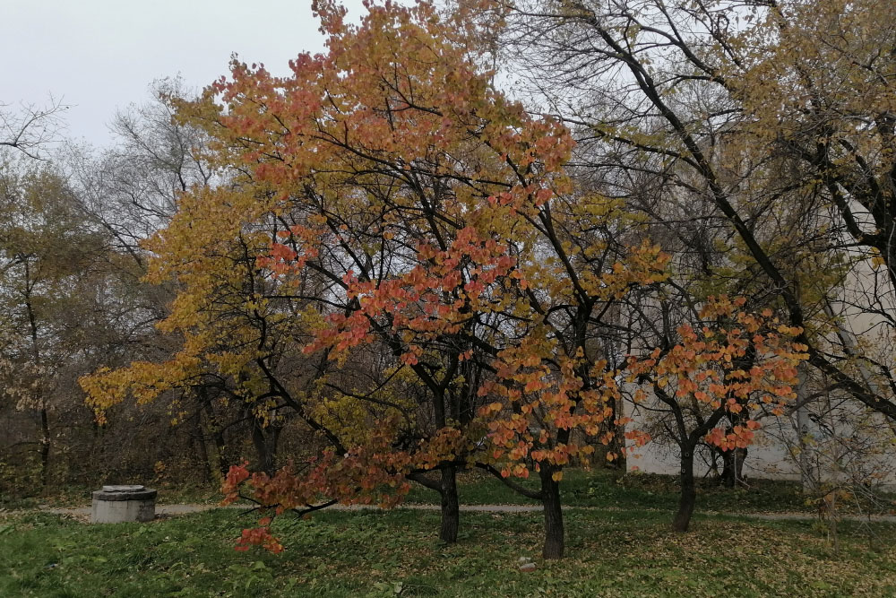 Осень в нашем микрорайоне