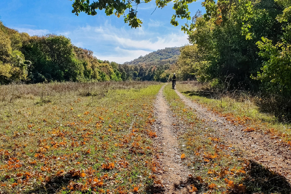 В лесу вовсю осень