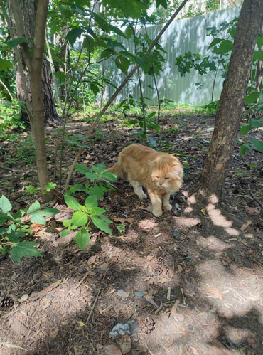 Соседский кот, который ест с нашими бездомышами