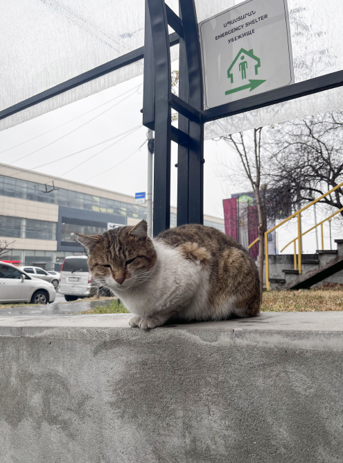 В каждом дневнике должен быть котик. Вот мой бездомный бандит, который дежурит у столовой