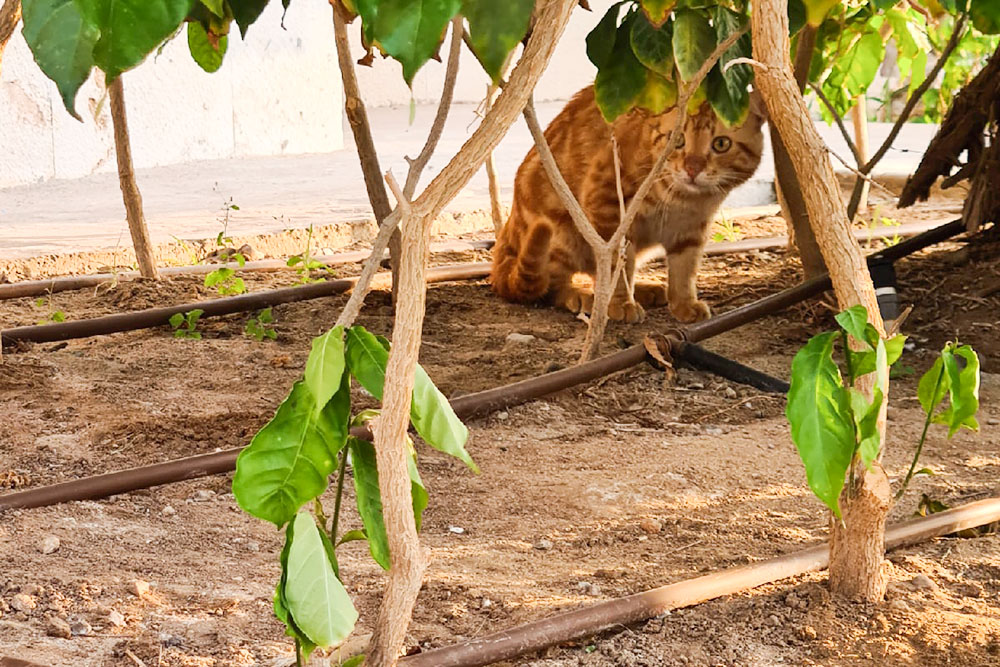 Это Рыжий. Еще мы кормим Кошку и Трусливого Черного кота. Их сфотографировать не получилось — уж очень пугливые