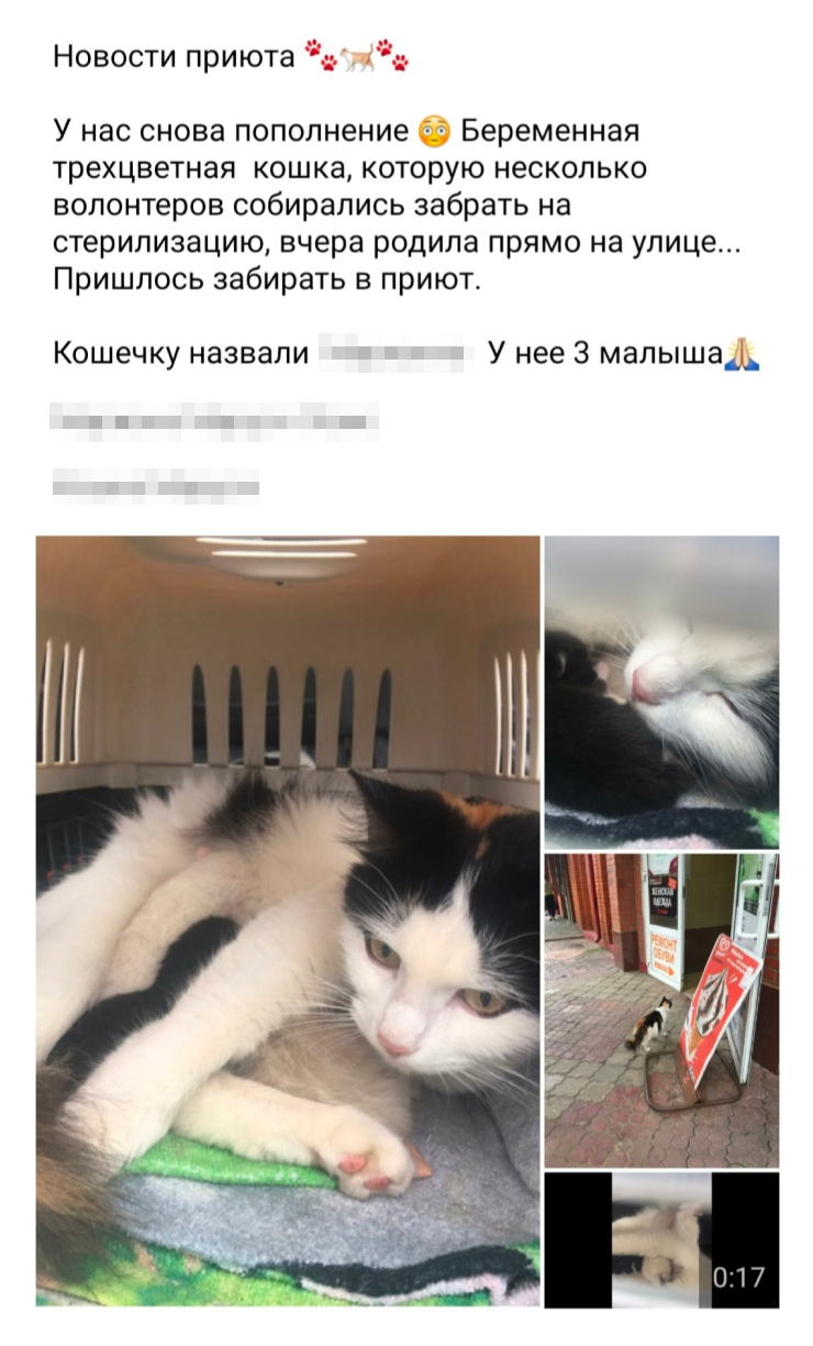 Предыстория нашей кошки