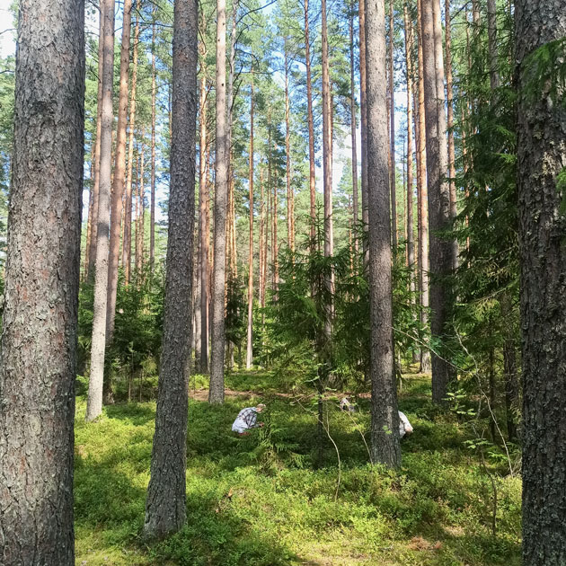 Лесные развлечения