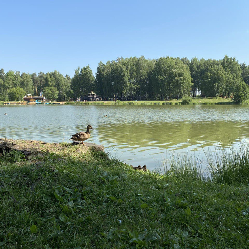 Сосновый лес, пруды, уточки — красота и умиротворение. Фотографировал летом