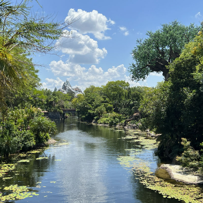 В центре парка Disney Animal Kingdom — он мне понравился больше всего