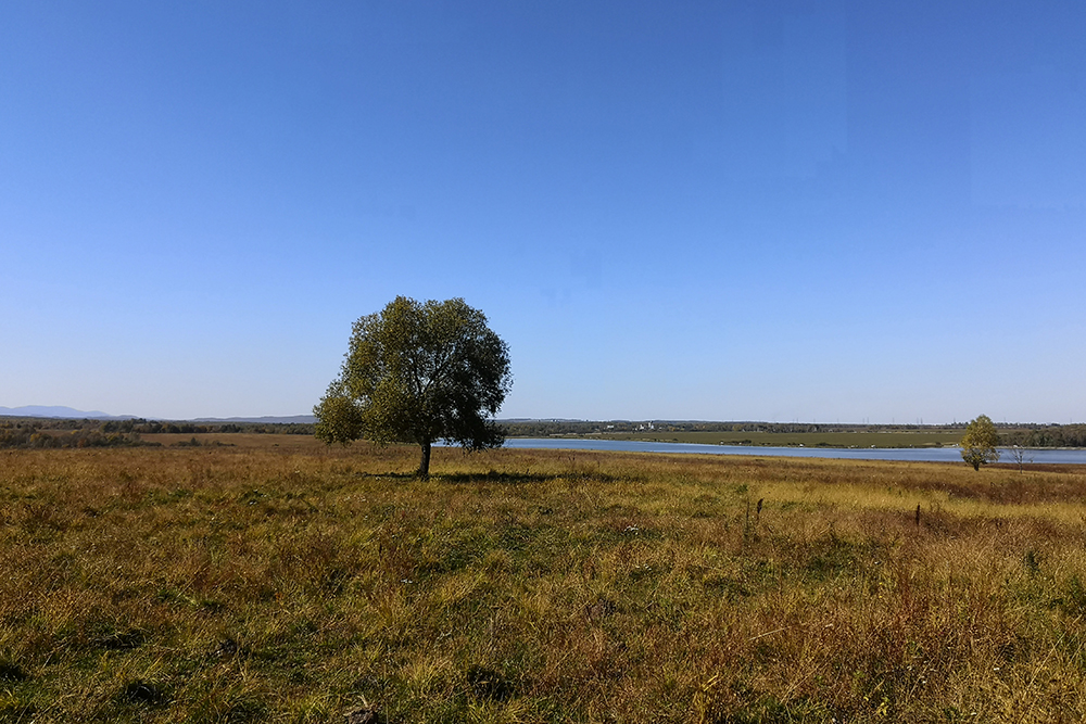 Одинокое дерево посреди поля