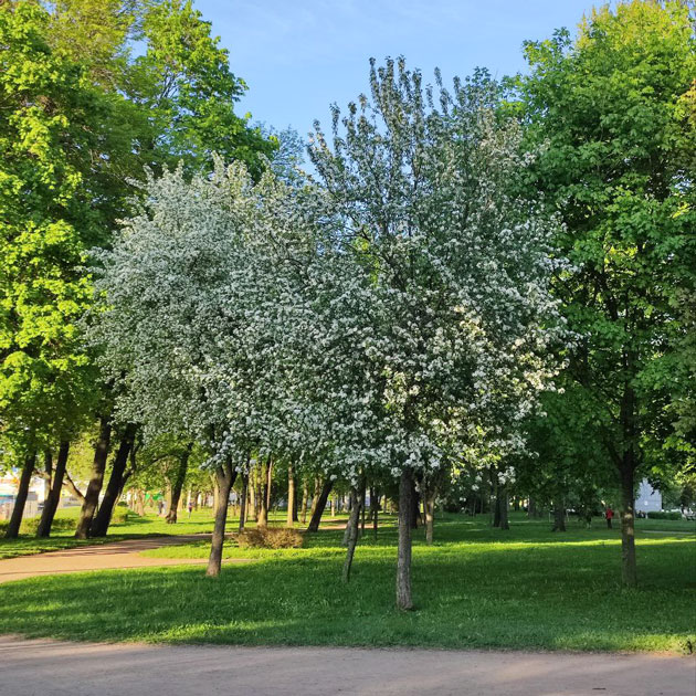 Пейзаж недалеко от дома