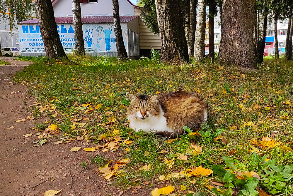 Вот он