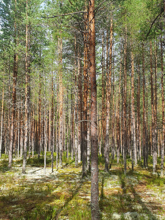 Ленинградская область