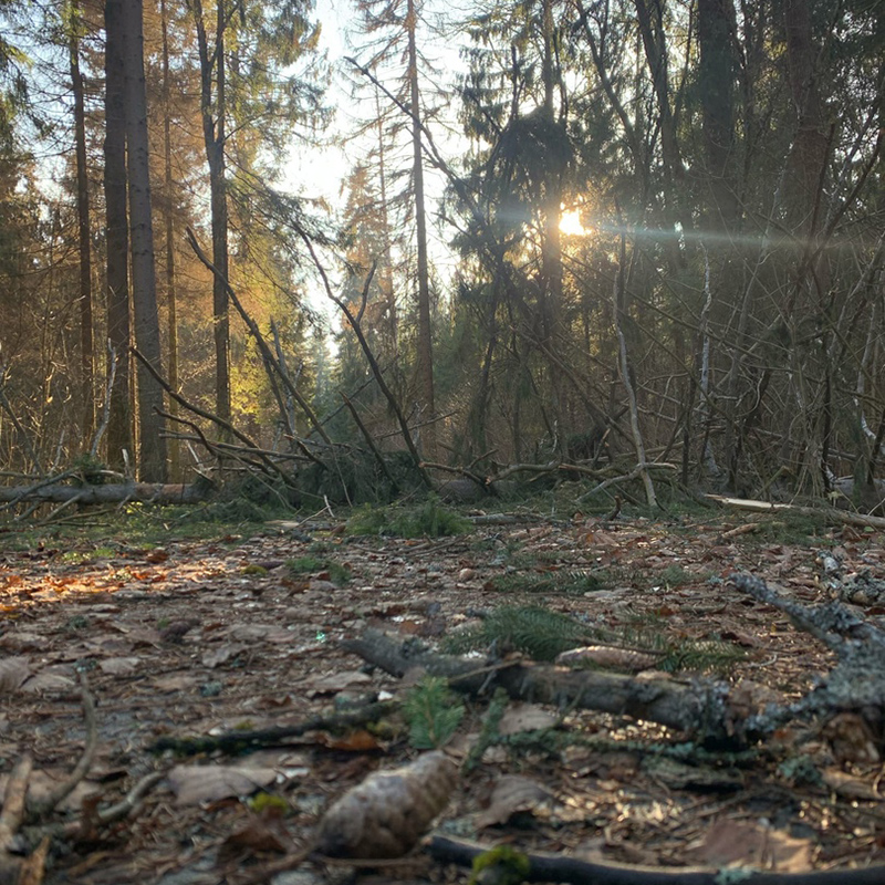 Лес в солнечную погоду особенно прекрасен. А поваленные деревья от недавнего урагана добавляют атмосферы