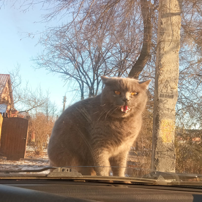 Идеальное фото нашей кошки