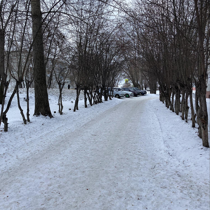 Это аллея прямо у дома. Большинство деревьев — яблони. Они продолжали цвести даже в июле — скорее всего, потому что сторона северная