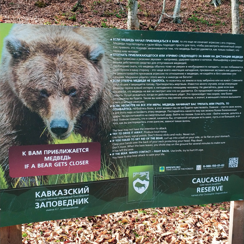 А также как выжить при встрече с медведем