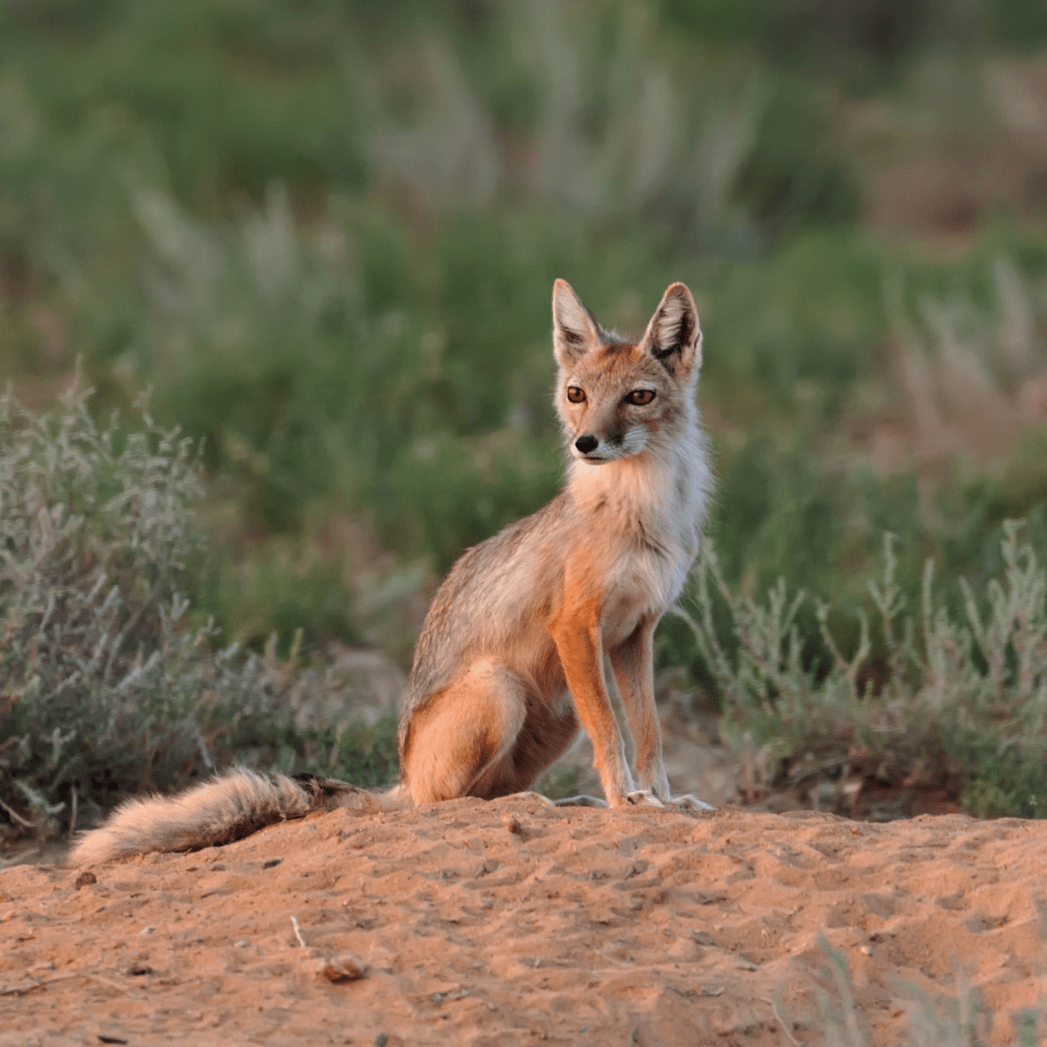 Корсак