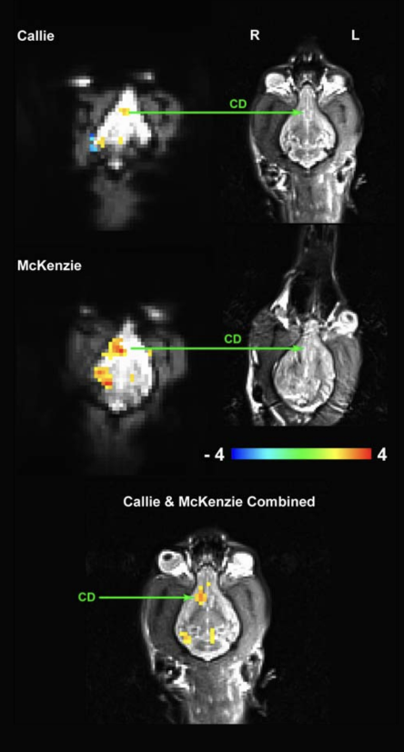 Снимки мозга двух собак — Кэлли и МакКинзи: слева — в предвкушении вкусняшки, справа — не ожидающих, что им дадут лакомство. На снимках слева активно хвостатое тело — как и у людей, когда те ожидают чего⁠-⁠то интересного и приятного. Хвостатое тело на изображениях помечено как CD. Источник: SSRN