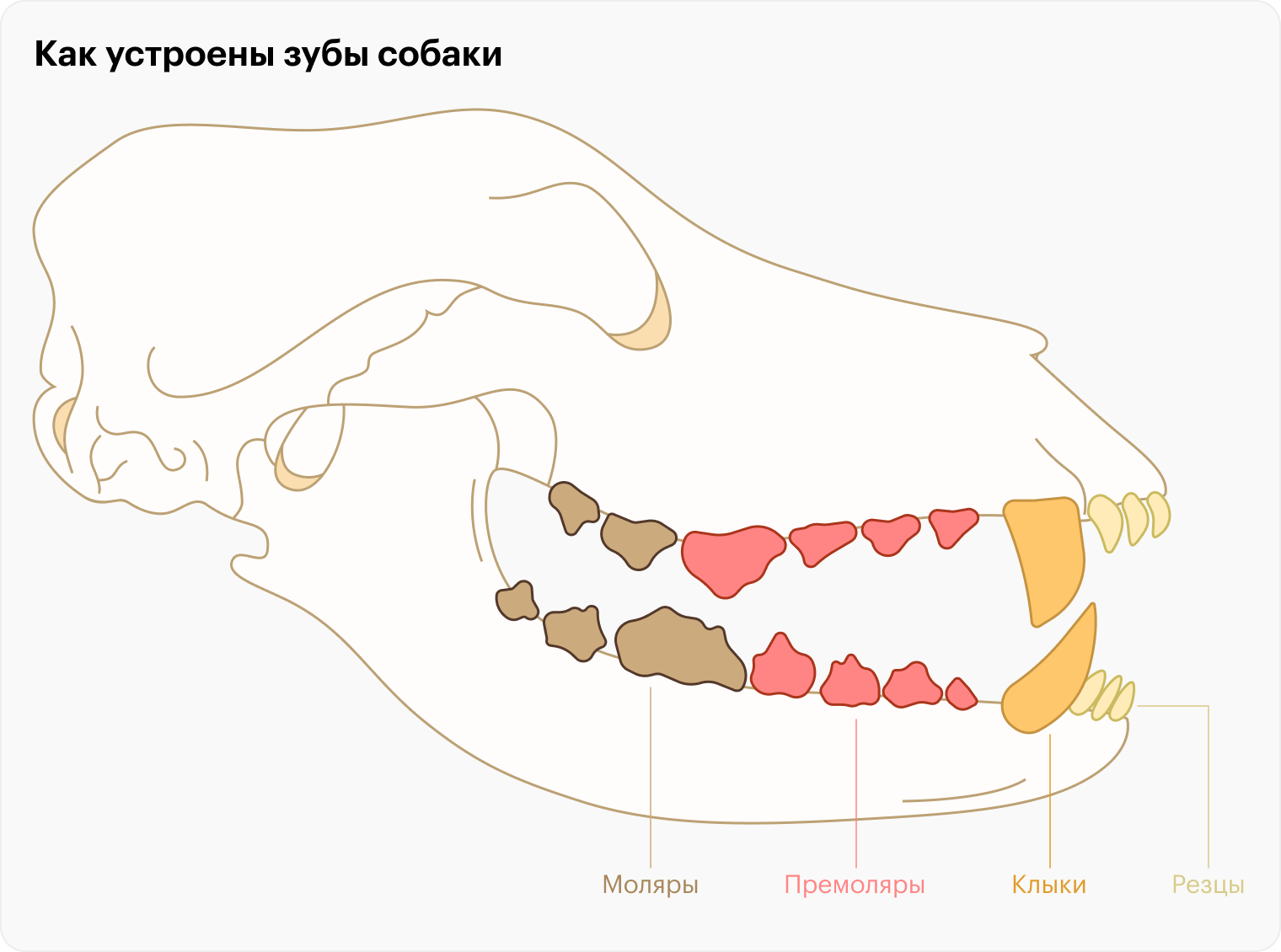 Следить за чистотой зубов собаки важно, но мягкая зубная щетка и специальная паста справятся с этой задачей лучше, чем кости