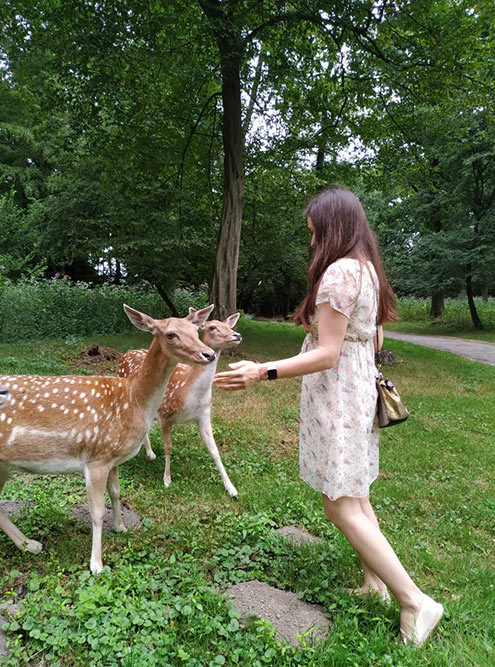 Wildpark, где животные ходят где хотят, а люди — только по обозначенным тропинкам