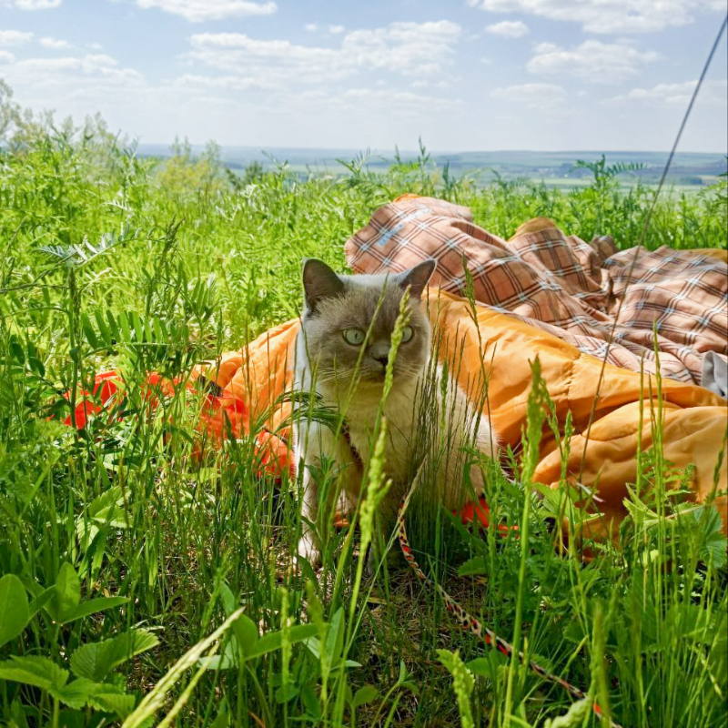 Кошка была не в восторге от поездки