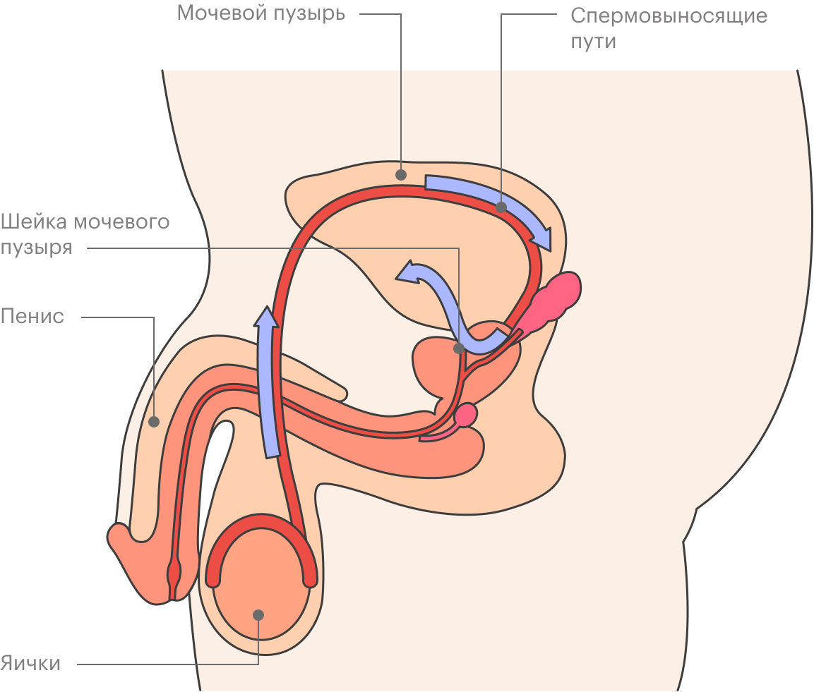 Если шейка мочевого пузыря не успевает вовремя закрыться, сперма попадает в мочевой пузырь — это показано синей стрелкой
