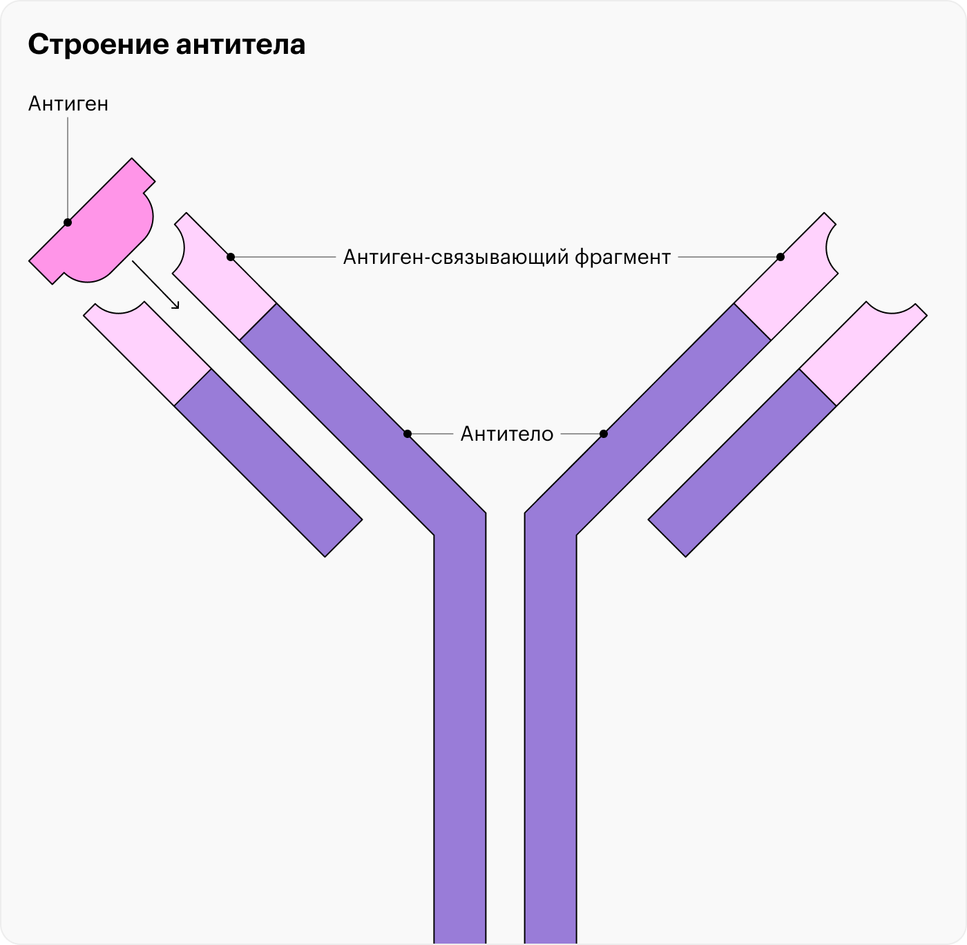 Антитела способны узнавать только собственный антиген. При встрече с неподходящим антигеном иммунный комплекс «антиген — антитело» не образуется