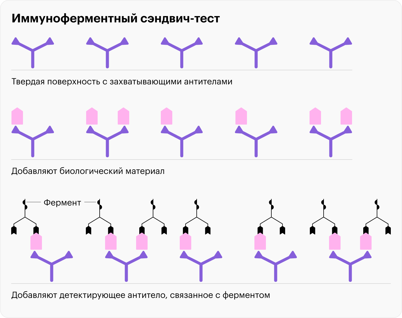 В ходе иммуноферментного сэндвич-теста образуется бутерброд из двух антител с искомым антигеном посередине. Если реакция проходит успешно, раствор меняет цвет