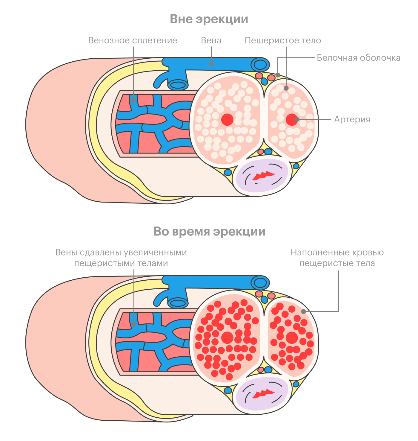 Во время эрекции заполненные кровью пещеристые тела не дают крови покинуть пенис