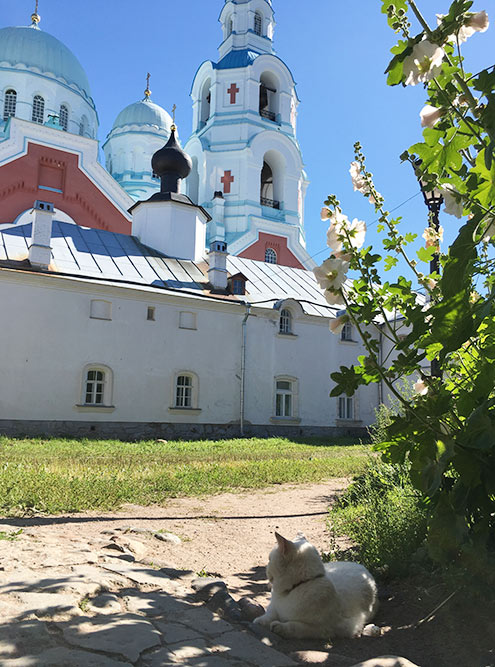 Котикам на Валааме хорошо: здесь есть свое форелевое хозяйство и молочная ферма