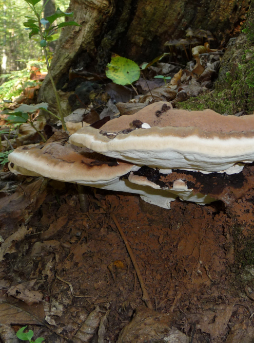 Русский рейши Ganoderma applanatum. Источник: George Chernilevsky / Wikimedia Commons