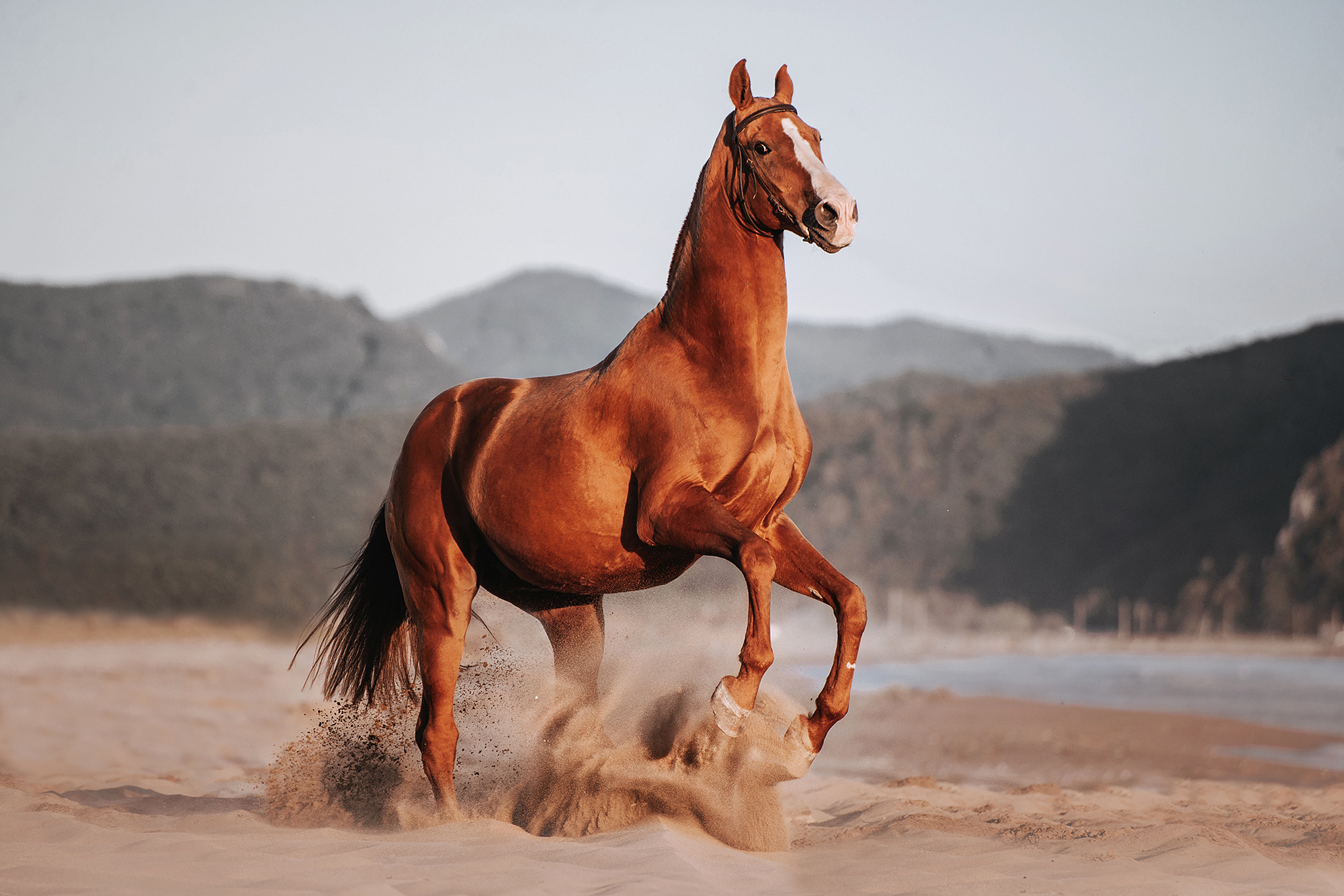 По⁠-⁠прежнему люблю фотографировать лошадей