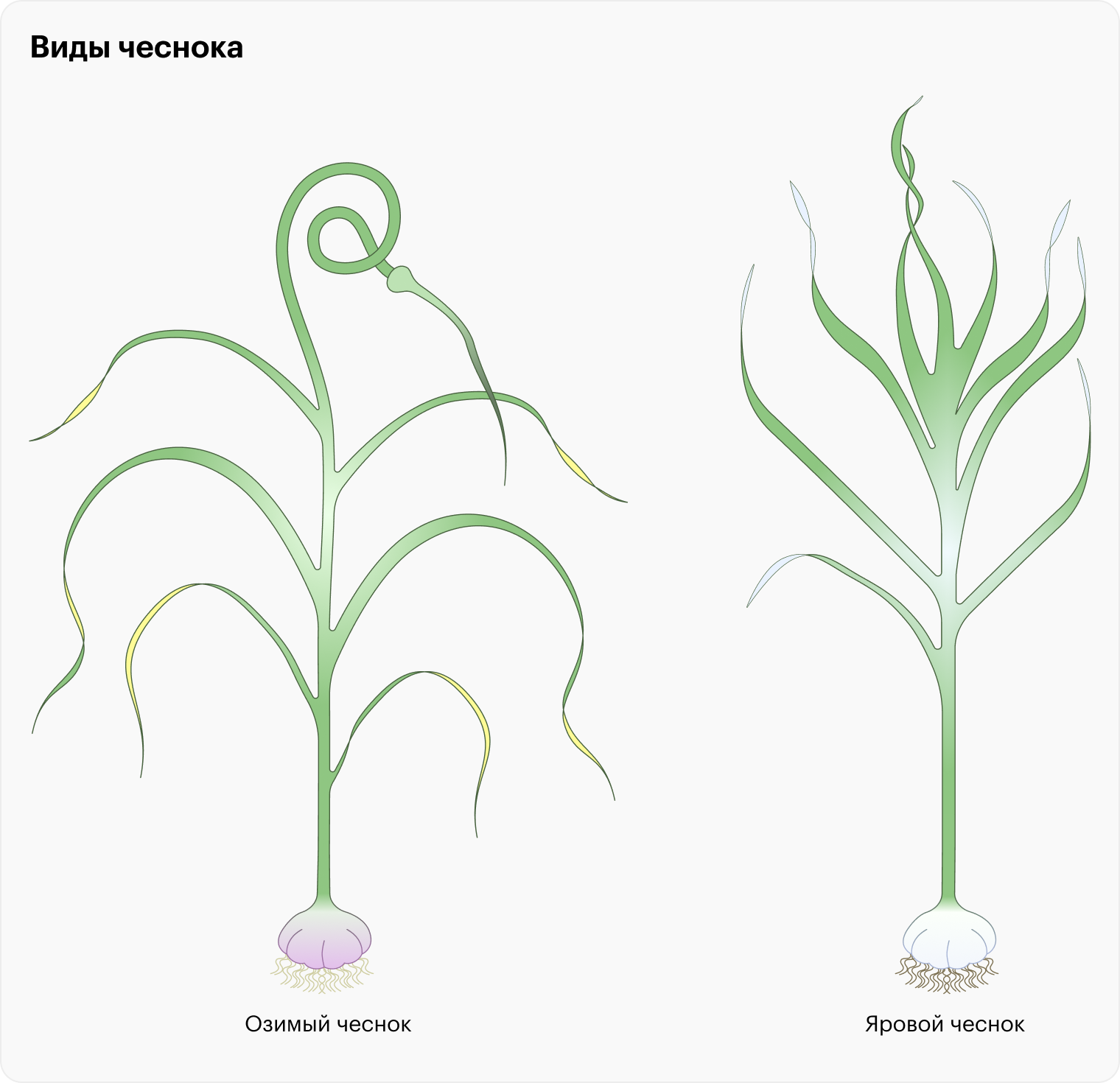 Есть множество сортов чеснока. Выделяют озимые сорта, которые собирают после зимовки, и яровые — их собирают в год посева. У озимых луковиц в центре будет твердый ствол, а еще они более темного цвета