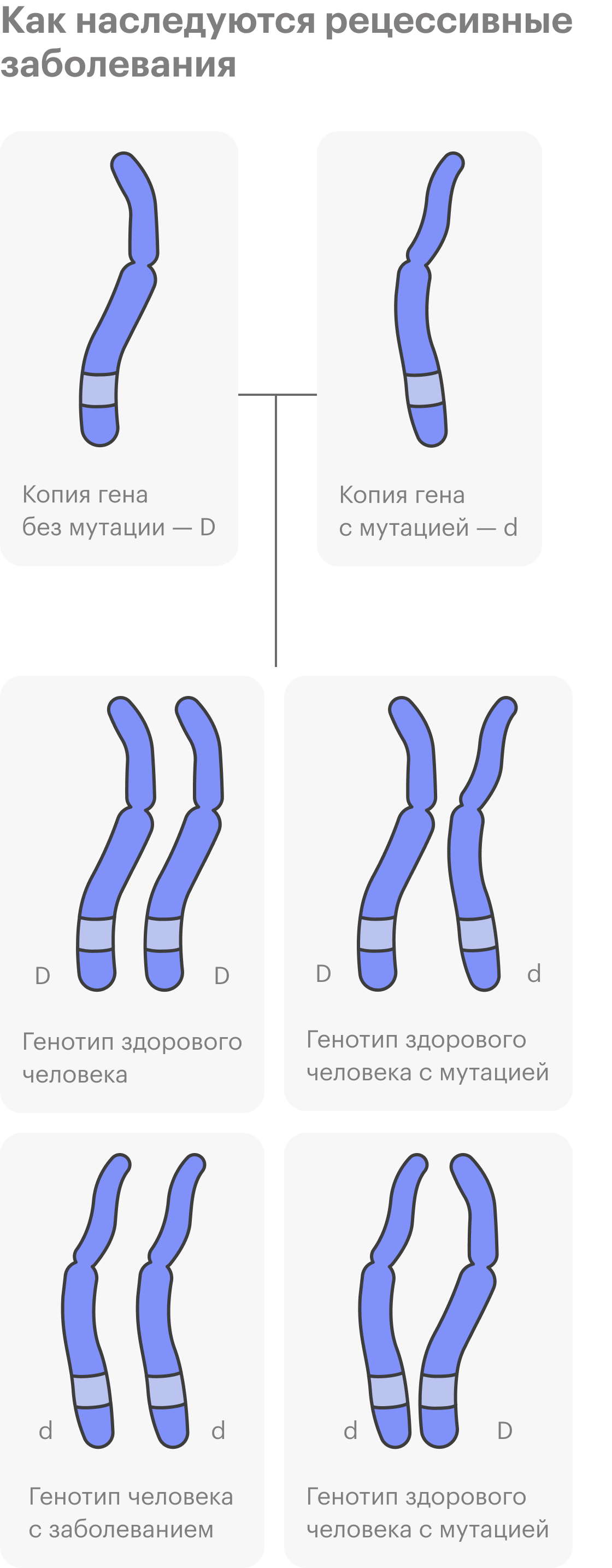 Если никто из родителей не носит копию гена с мутацией d, то все дети будут здоровы. Если ребенок получает одну копию гена с мутацией — генотип Dd или dD, — то он будет здоров, но может передать мутацию своим детям. А вот две копии гена с мутацией вызовут заболевание. В таких случаях среди предков ребенка может не быть никого с этой болезнью. Но из поколения в поколение передается рецессивная мутация до тех пор, пока кто⁠-⁠то из семьи не встретит такого же носителя