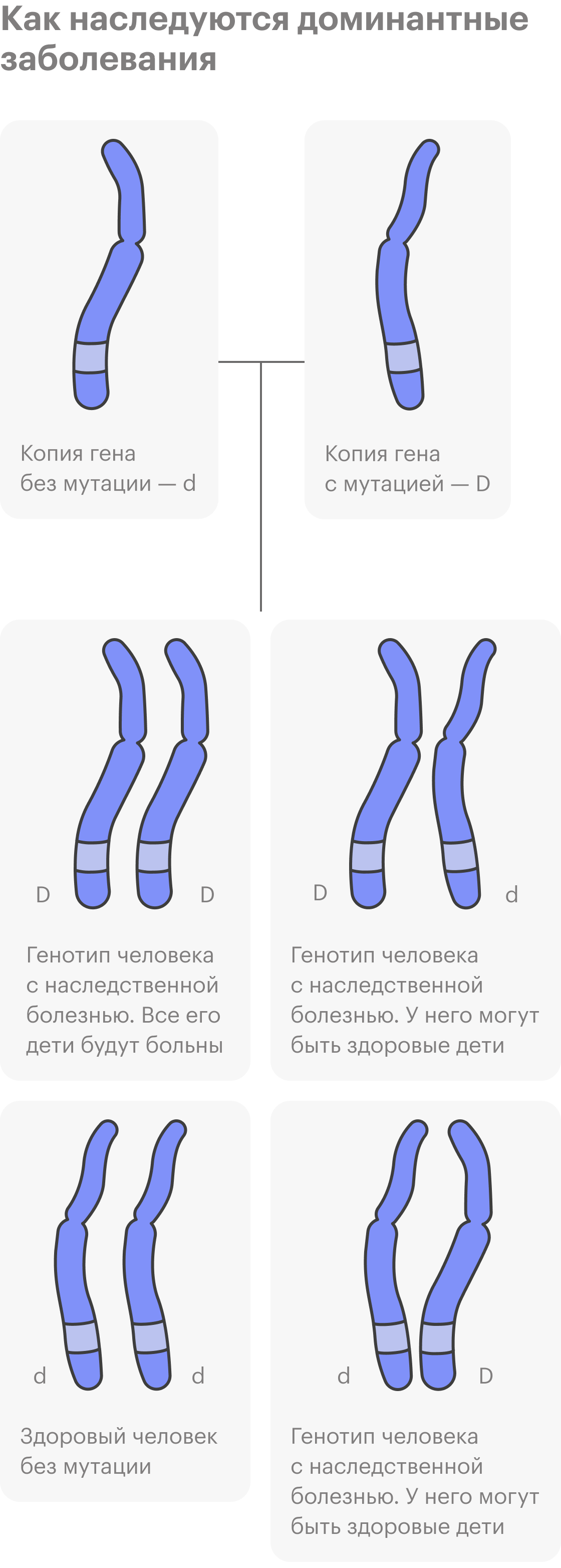 Доминантные заболевания будут встречаться в семье из поколения в поколение, так как достаточно одной копии гена для появления ребенка с болезнью. Если у человека обе копии гена с мутацией, его дети будут больны даже при встрече с совершенно здоровым партнером. Однако такое бывает редко: если в двух копиях гена, связанного с доминантным заболеванием, есть мутации, то у такого эмбриона мало шансов выжить из⁠-⁠за полного отсутствия продукта гена. Одна копия гена вызывает заболевание, но в браке со здоровым партнером вероятность появления здорового ребенка — 50%. В браке с партнером с болезнью, но второй копией гена без мутации — 25%. По такому механизму наследуется хорея Хантингтона — тяжелое заболевание нервной системы, проявляющееся в среднем возрасте. А вот случайные доминантные мутации ребенок не получает от родителей, поэтому предсказать их появление невозможно