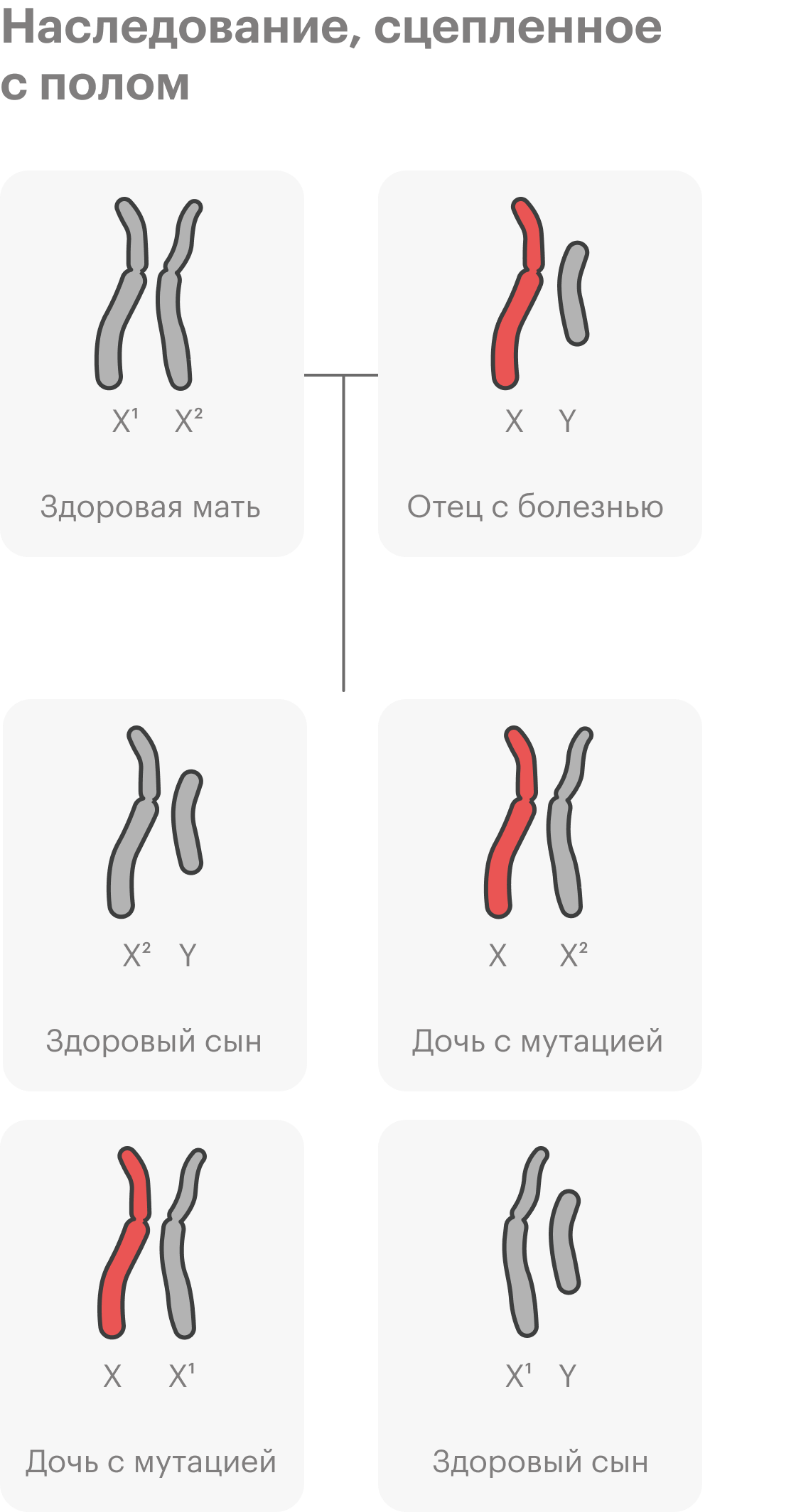 А вот у мужчины с заболеванием все дети будут здоровы, но дочери могут носить болезнь