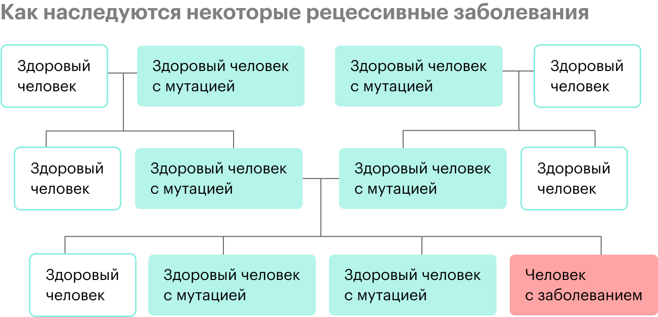 Когда встречаются здоровые мужчина и женщина, носящие мутацию в одном гене, есть вероятность 25%, что у них родится ребенок с заболеванием. Это не значит, что три ребенка будут здоровы, а один болен: может быть как четыре больных, так и четыре здоровых ребенка, так как вероятность 25% относится к каждому из них. Некоторые дети такой пары будут здоровыми носителями мутации, которую могут впоследствии передать уже своим детям