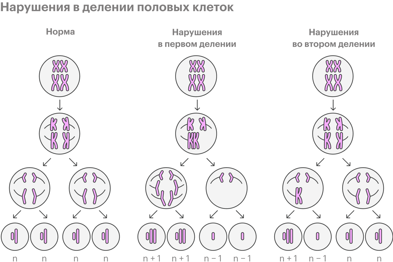 Так упрощенно можно изобразить нарушения в делении половых клеток — его называют мейозом. При нарушениях в процессе первого мейоза нормальных половых клеток не образуется: в хромосомном наборе будет либо на одну хромосому больше, либо на одну хромосому меньше. Не все эмбрионы с хромосомными нарушениями жизнеспособны, поэтому часто после оплодотворения такие яйцеклетки не развиваются дальше. Увеличение числа хромосом в 21⁠-⁠й паре приводит к синдрому Дауна, в 18⁠-⁠й паре — к синдрому Эдвардса, а в 13⁠-⁠й паре — к синдрому Патау