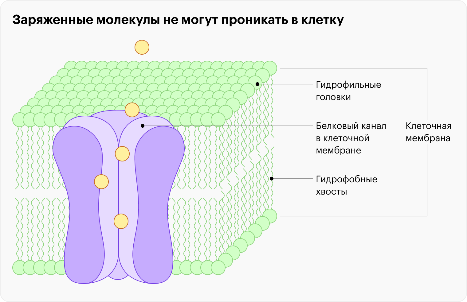 Клеточная мембрана состоит из двух слоев фосфолипидов. Обращенные наружу гидрофильные головки фосфолипидов заряжены отрицательно, а обращенные внутрь гидрофобные хвосты не имеют заряда. Заряженные молекулы не могут проникнуть сквозь «ограждение» из незаряженных фосфолипидных хвостов, если для них не предусмотрено специального белкового канала