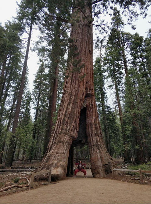 Дерево-тоннель California Tunnel Tree. Встала в любимую позу на фоне дерева, чтобы была видна его мощь