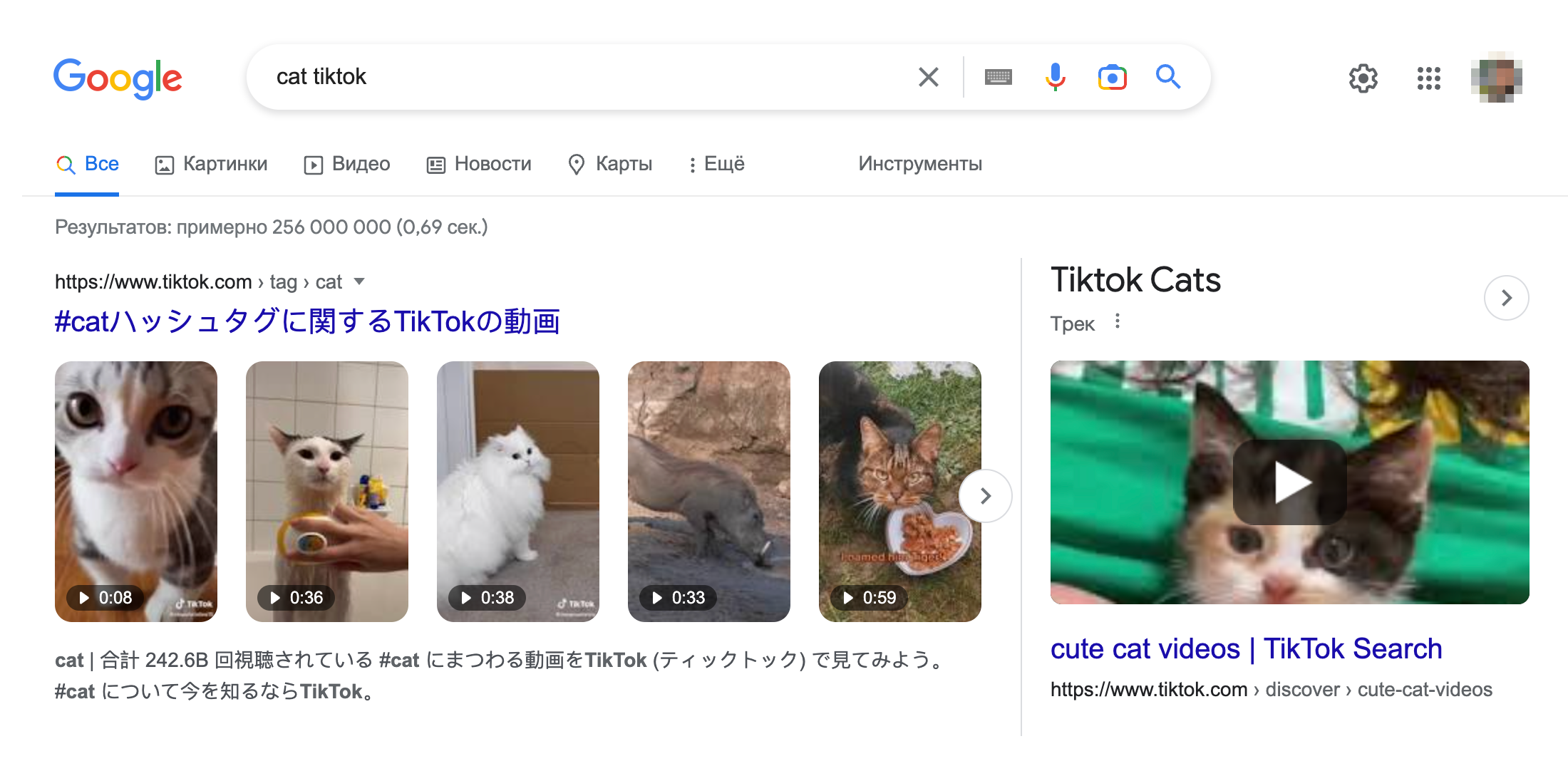 Выдача по запросу «cat» и «TikTok» — сразу появляются видео из соцсети. Источник: google.com