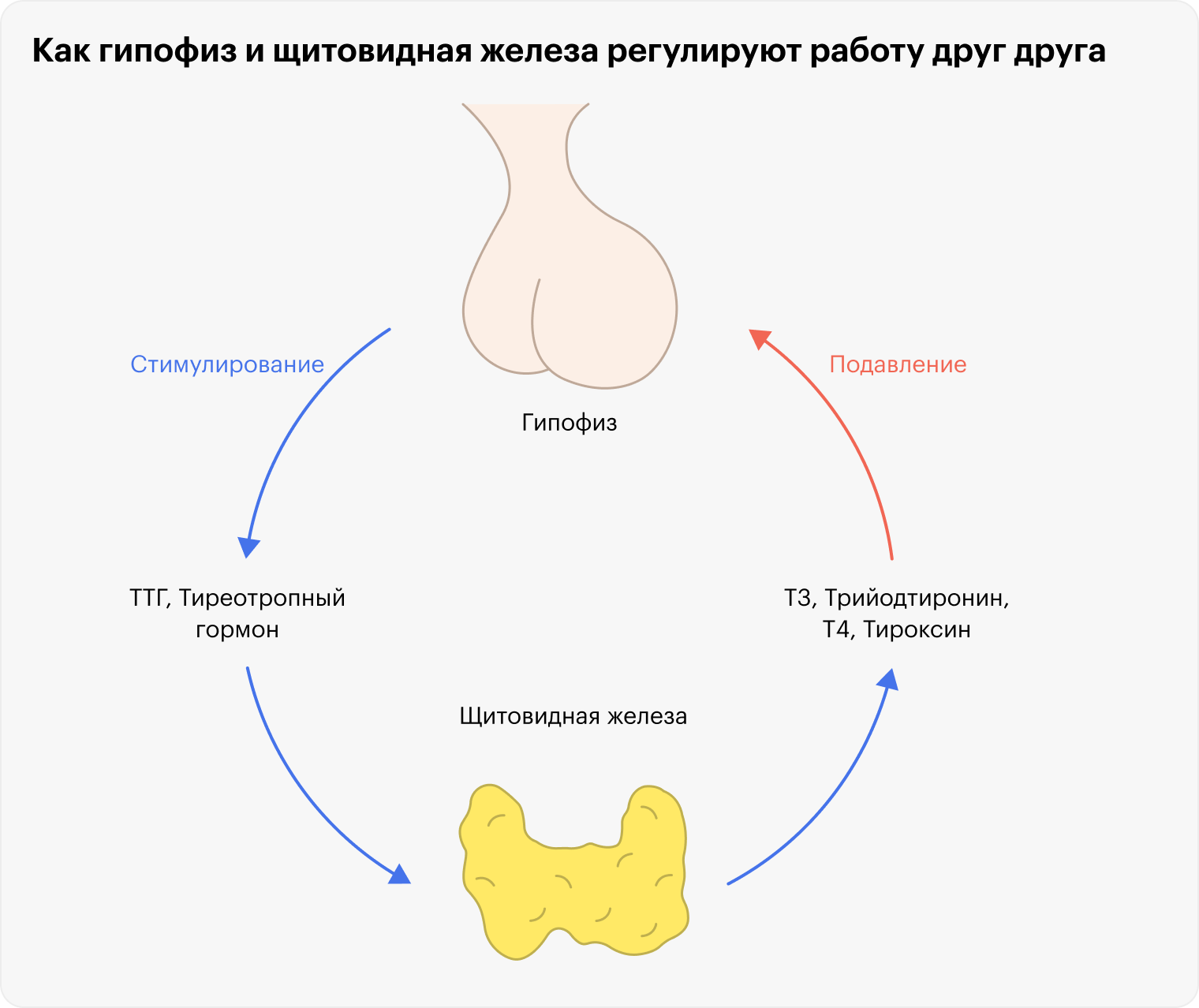 В норме, когда мозг получает сигнал, что организму не хватает гормонов щитовидной железы (Т3 и Т4), он побуждает гипофиз выпустить в кровь ТТГ. ТТГ, в свою очередь, побуждает щитовидную железу увеличить синтез Т3 и Т4. Как только уровень гормонов щитовидной железы в крови достигает нормы, гипофиз понимает: пора выделять меньше ТТГ