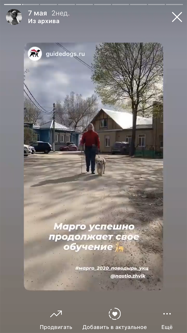 Так Марго обучают ходить по маршруту