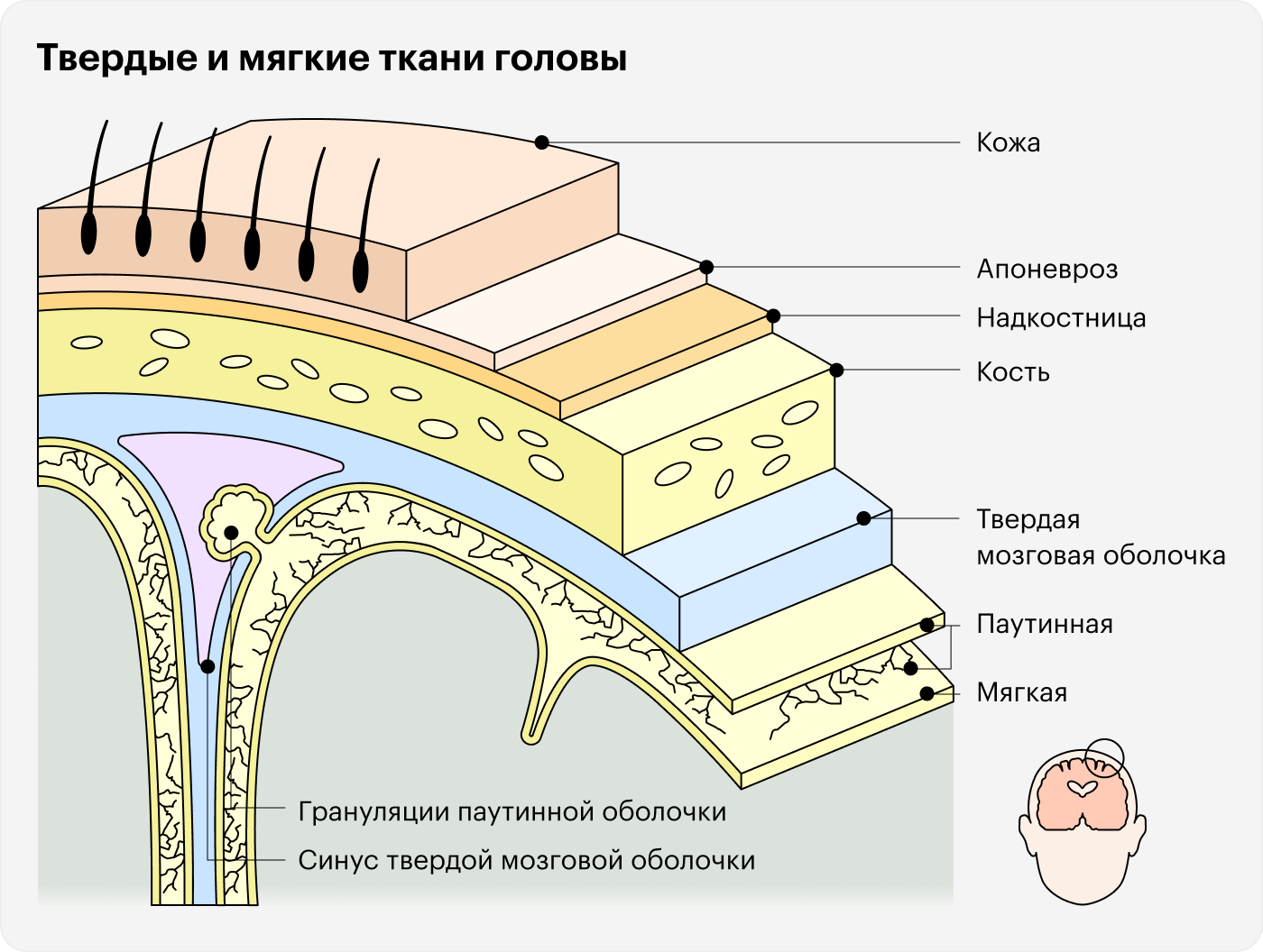 Мозг защищен несколькими слоями мягких и твердых тканей