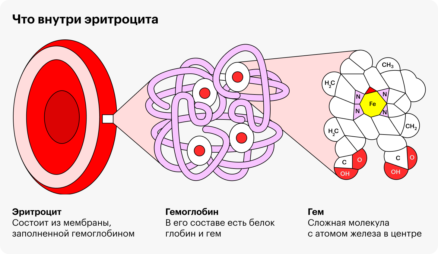 Сложное строение гема позволяет железу присоединять кислород