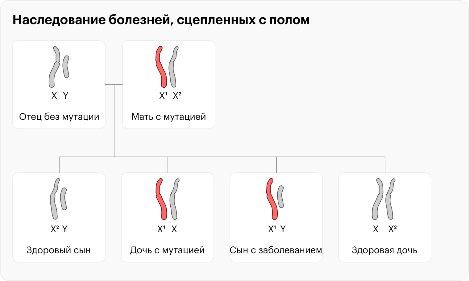 У девочек две X⁠⁠-⁠⁠хромосомы — даже если одна с мутацией, есть второй, здоровый ген, и признак не проявляется. Но они будут носительницами заболевания и могут передать его своим детям