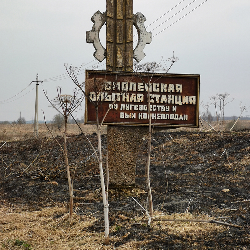 Не горят бетонные столбы, не горят рукописи в известном романе, а еще не горит борщевик